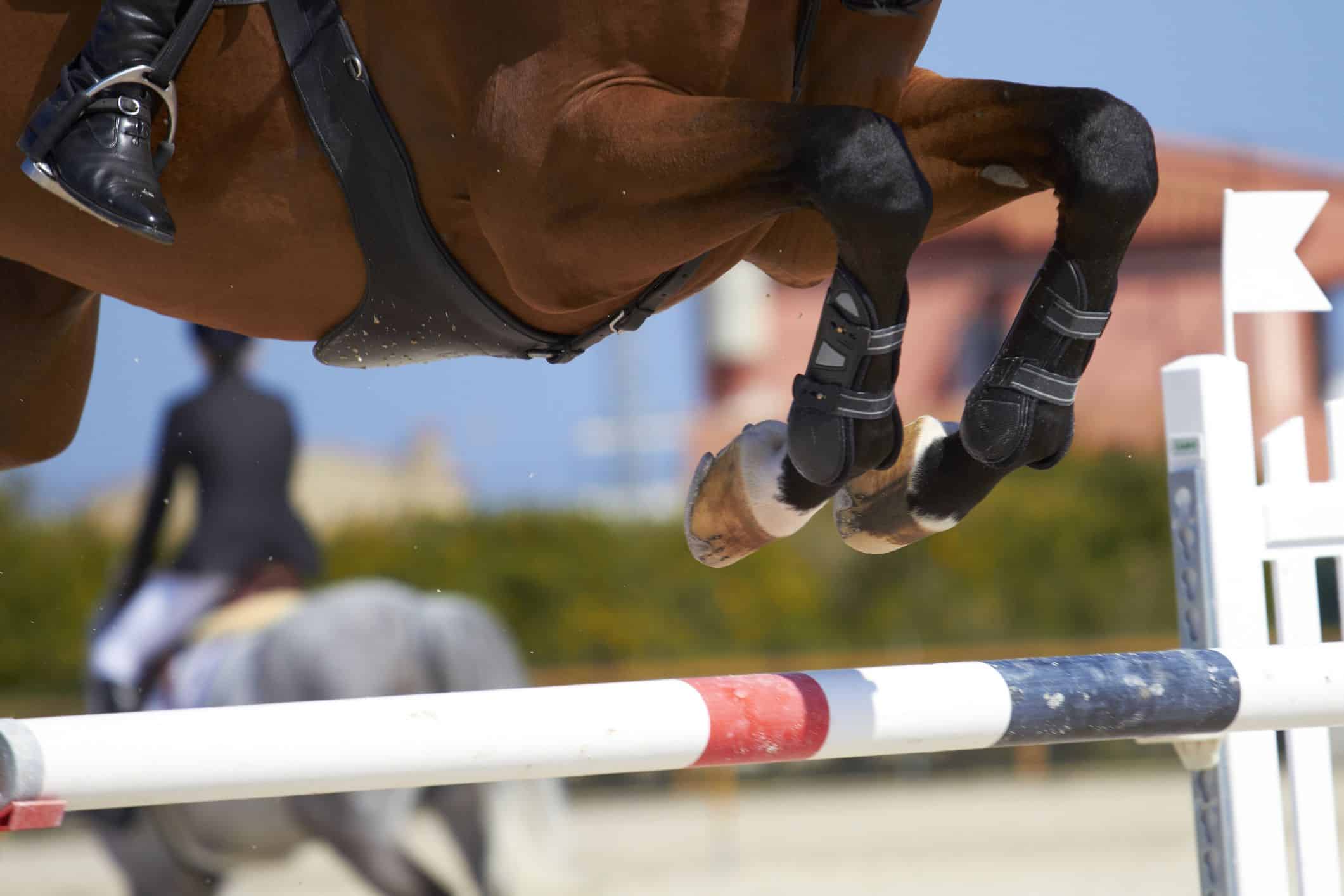 Exploring the World of Show Jumping: Events, Competitions and Championships